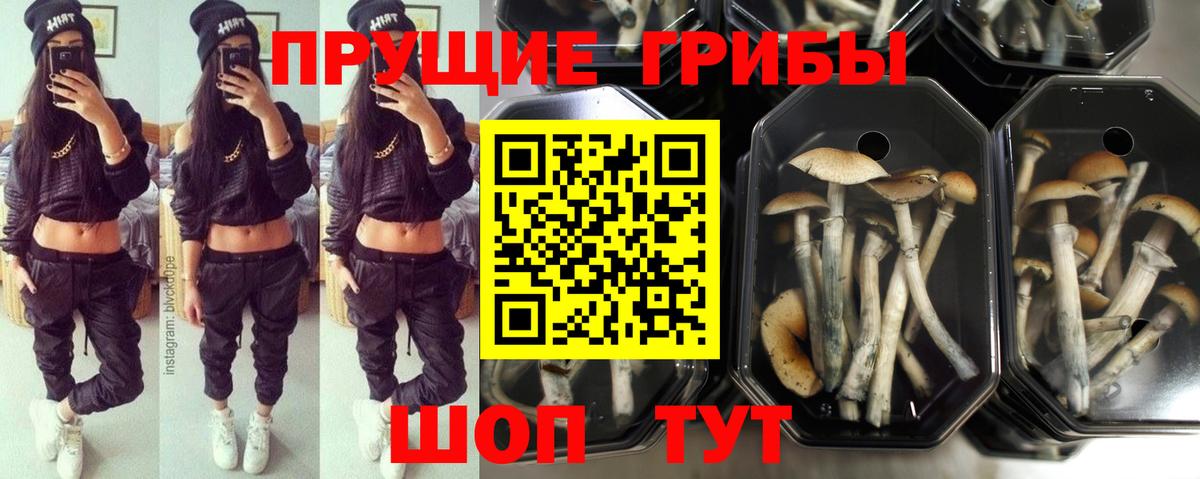 Пятигорск  Псилоцибиновые грибы мухоморы  Вход с VPN 